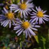 Aster ageratoides 'Asran', Aster/Japansk Aster