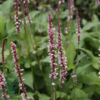 Persicaria amplexicaulis 'Rosea', Kertepileurt