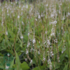 Persicaria amplexicaulis 'Alba', Kertepileurt