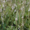 Persicaria amplexicaulis 'Alba', Kertepileurt