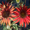 Echinacea hybrid 'Hot Summer'®, Solhat