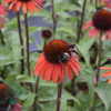 Echinacea hybrid 'Hot Summer'®, Solhat