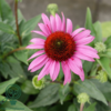 Echinacea hybrid 'Little Magnus'®, Solhat