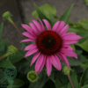 Echinacea hybrid 'Little Magnus'®, Solhat