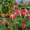 Dicentra spectabilis 'Valentine'®, Hjerteblomst C1,0