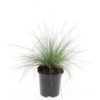 Festuca glauca 'Elijah Blue', Bjørnegræs