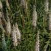 Veronicastrum virginicum 'Album', Virginsk ærenpris
