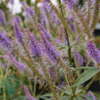 Veronicastrum virginicum 'Fascination', Virginsk ærenpris