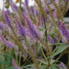 Veronicastrum virginicum 'Fascination', Virginsk ærenpris