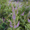 Veronicastrum virginicum 'Fascination', Virginsk ærenpris