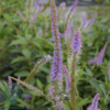 Veronicastrum virginicum 'Fascination', Virginsk ærenpris