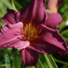 Hemerocallis hybrid 'Summer Wine', Daglilje