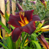Hemerocallis hybrid 'Ed Murray', Daglilje