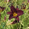 Hemerocallis hybrid 'Ed Murray', Daglilje