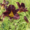 Hemerocallis hybrid 'Ed Murray', Daglilje