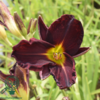 Hemerocallis hybrid 'Ed Murray', Daglilje