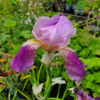 iris germanica 'Imperator', Iris