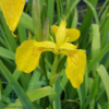 Iris pseudacorus, Iris