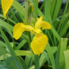 Iris pseudacorus, Iris