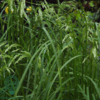 Deschampsia cespitosa 'Goldschleier', Mosebunke