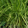 Deschampsia cespitosa 'Goldschleier', Mosebunke