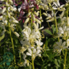 Dictamnus albus 'Albiflorus', Gasplante