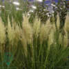 Cortaderia selloana 'Tiny Pampa' Pampasgræs