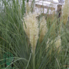 Cortaderia selloana 'Tiny Pampa' Pampasgræs