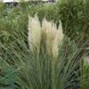 Cortaderia selloana 'Tiny Pampa' Pampasgræs
