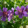 Geranium magnificum, Storkenæb