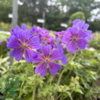 Geranium magnificum, Storkenæb