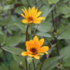Heliopsis helianthoides 'Summer Nights', Dagøje