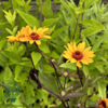 Heliopsis helianthoides 'Summer Nights', Dagøje