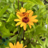 Heliopsis helianthoides 'Summer Nights', Dagøje