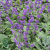 Salvia verticillata 'Purple Rain', Kranssalvie