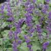 Salvia verticillata 'Purple Rain', Kranssalvie