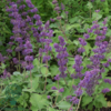 Salvia verticillata 'Purple Rain', Kranssalvie
