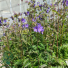 Polemonium yezoense 'Purple Rain', Jakobsstige