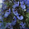 Rosmarinus officinalis, Rosmarin