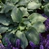 Hosta hybrid 'Blue Angel', Funkia
