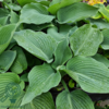 Hosta hybrid 'Blue Angel', Funkia