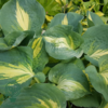 Hosta hybrid 'Dream Queen', Funkia