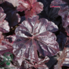 Heuchera hybrid 'Obsidian'®, Alunrod