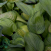Hosta hybrid 'Guacamole' duft, Funkia
