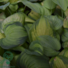 Hosta hybrid 'Guacamole' duft, Funkia