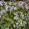 Centaurea montana 'Amethyst in Snow'®, Knopurt