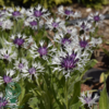 Centaurea montana 'Amethyst in Snow'®, Knopurt