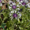Centaurea montana 'Amethyst in Snow'®, Knopurt