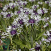 Centaurea montana 'Amethyst in Snow'®, Knopurt