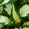 Hosta hybrid 'Fire and Ice' Funkia